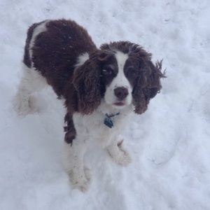 Meet your Posher, Payton